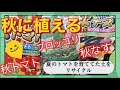 【連作障害は○○！】プランターで家庭菜園栽培・秋トマト・秋なす・ブロッコリを夏野菜で育てていたトマト・キュウリの土を〇〇入れて再利用！【ガーデニング・秋野菜・成長記録・土作り・堆肥・放任栽培】9/15