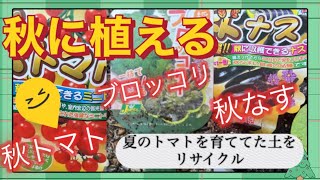 【連作障害は○○！】プランターで家庭菜園栽培・秋トマト・秋なす・ブロッコリを夏野菜で育てていたトマト・キュウリの土を〇〇入れて再利用！【ガーデニング・秋野菜・成長記録・土作り・堆肥・放任栽培】9/15