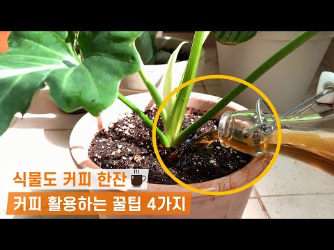 버릴 게 없는 만능 커피☕ 식물, 가드닝에 활용하는 꿀팁 4가지를 소개합니다