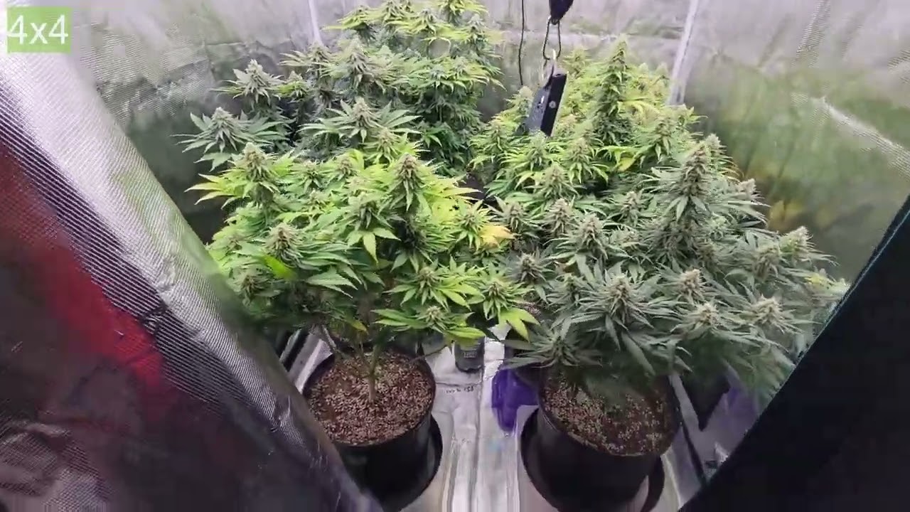 Zoltrix Grower - AUTOFLOWER HARVEST!  OBLIVIOUS GRAPE  