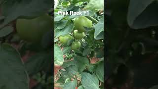 Pink Rock F1 is an indeterminate pink tomato, with short internodes, early, high yield.