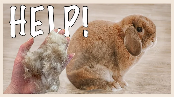 How to Survive a RABBIT MOLT - DayDayNews