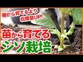 家庭菜園や農園のシソ栽培で最短収穫する方法！苗からのシソの育て方を徹底解説！植え方から摘芯までご紹介！【農園ライフ】