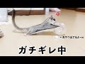 フクロモモンガにフォージングトイを見せたらガチギレされましたww【おもちゃ】【威嚇】