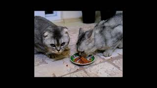 Cute cats sevimli kediler