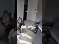 Mon Husky Est Impertinent Et Crie Sur Son Frère Tellement Bruyant Shorts Husky Chiens Hus mp3
