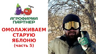 видео: ОМОЛАЖИВАЕМ СТАРУЮ ЯБЛОНЮ. ФОРМИРОВАНИЕ КРОНЫ. (часть 5) картинка: ОМОЛАЖИВАЕМ СТАРУЮ ЯБЛОНЮ. ФОРМИРОВАНИЕ КРОНЫ. (часть 5)