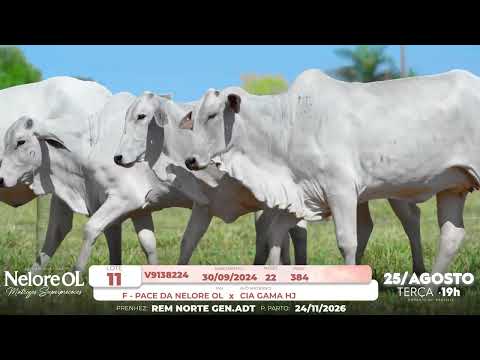 LOTE 11