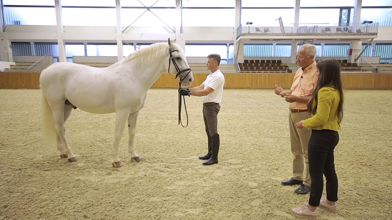 Minden napra lovaskultúra - A Díjló kiválasztása (Dallos Gyula) (52. rész)