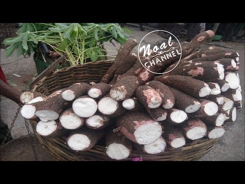 Process Of Making Cassava Flour by Manual Method - Cassava processing