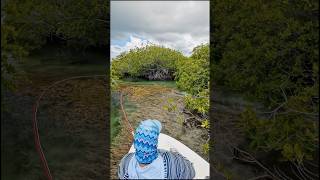 Mangrove Mayhem: Tarpon Gone Wild! Insta360 X5 video.