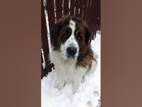 Московская сторожевая - самая милая собака в мире. #cute #dog - YouTube
