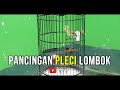 Pancingan Untuk Pleci Lombok Males Bunyi Auto Gacor Mp3 - Mp4 Download