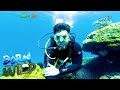 Born to be Wild: Underwater diving amid the New Normal