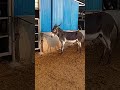 Funniest Donkey Ever Donkey Training the fun way 175