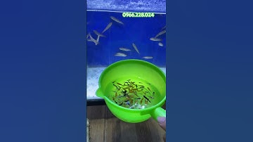 Cho cá săn mồi ăn tối