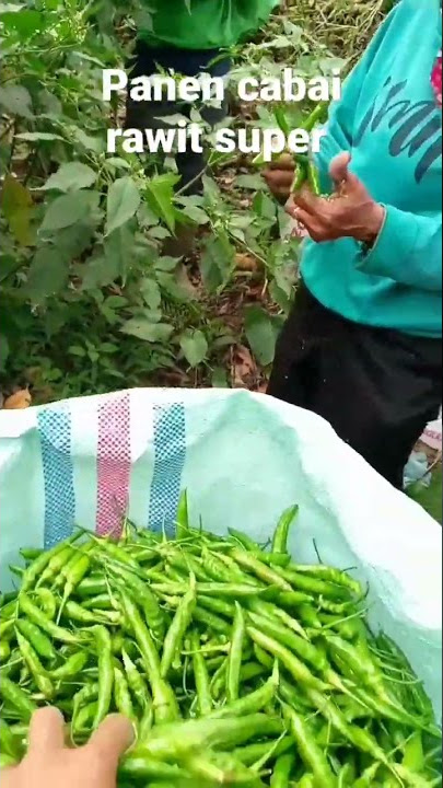 panen cabai rawit hijau super #pertanian #agriculture #shorts #cabairawit #cabai #cabaikeriting