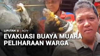 Evakuasi Buaya Muara Peliharaan Warga | Liputan6