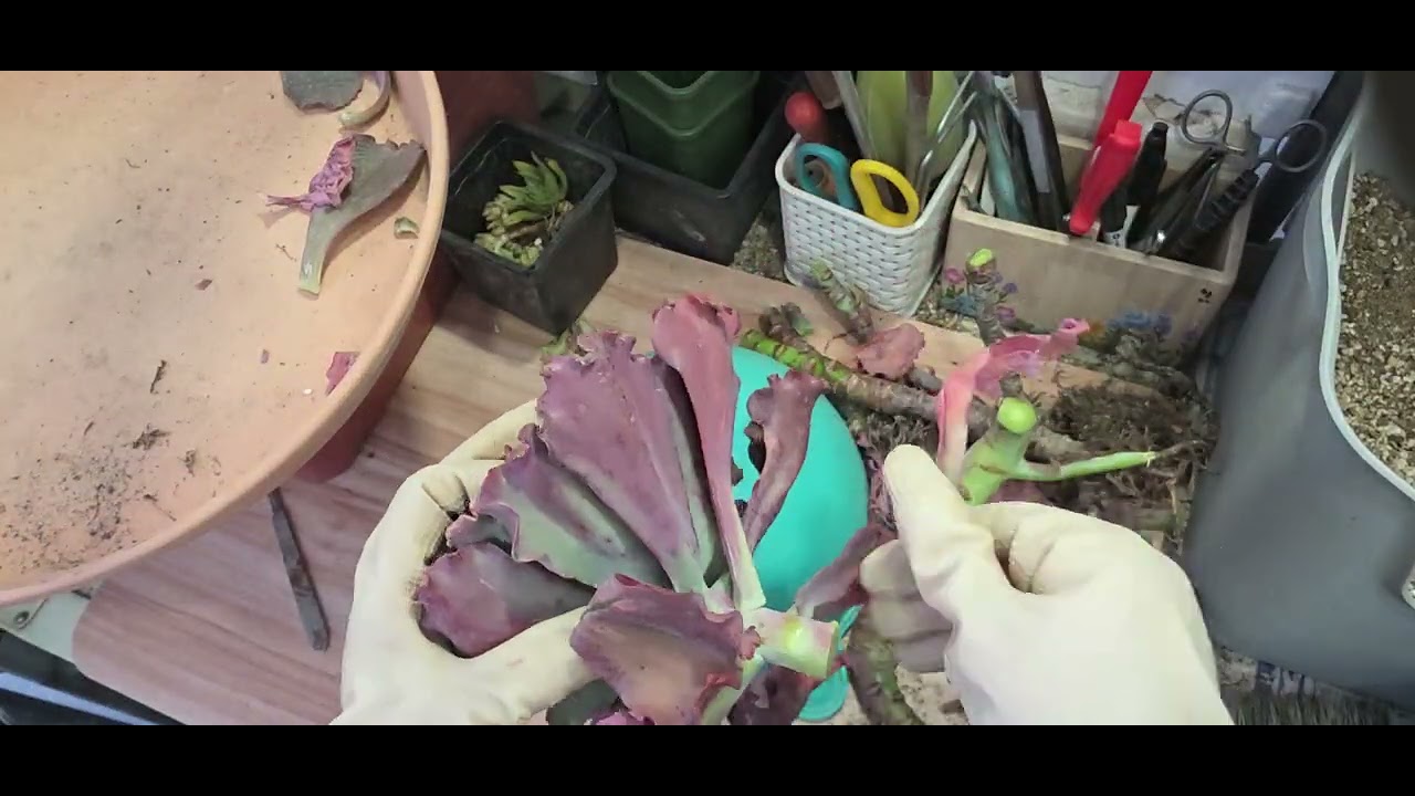 캉캉을 이쁘게 이쁘게