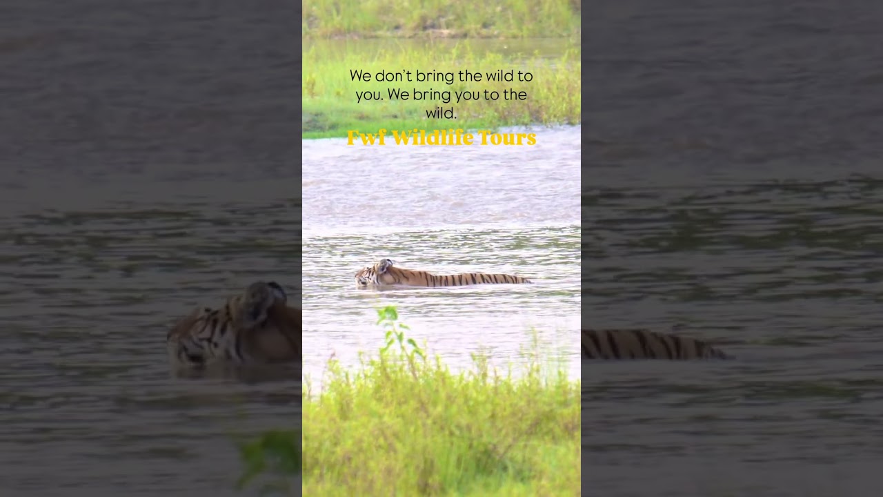 #shorts FWF WILDLIFE TOURS- Bardiya National Park, Nepal 🇳🇵