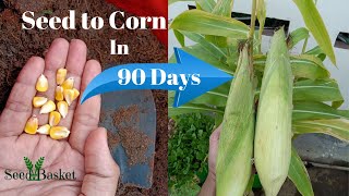 Seed to Corn yield time lapse -90 days in 2 min| Home/Kitchen garden|Seed basket|Indian corn/Maze