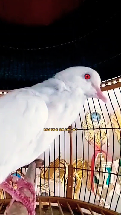 SUARA PUTER PELUNG PUTIH MATA MERAH GACOR ‼️