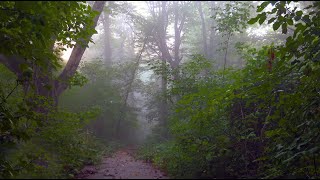 Пение Птиц В Туманном Лесу, Живые Звуки Природы Для Отдыха И Сна.