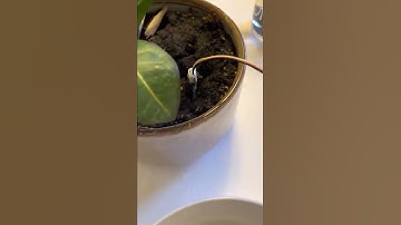 EECS 1021 MINOR PROJECT