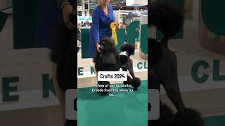 Crufts 2024  Our favourite dog breeds at the show