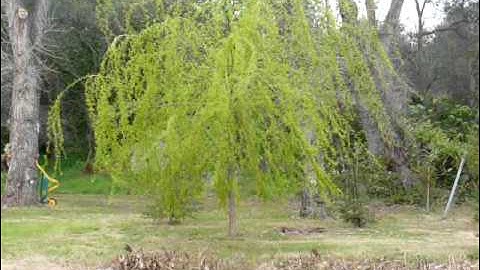 Weeping Willow Rain Dance