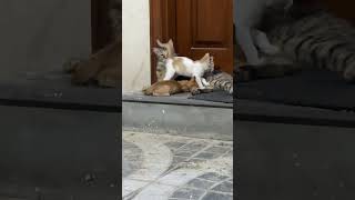 Stray cats and her beautiful kittens 🐈⬛