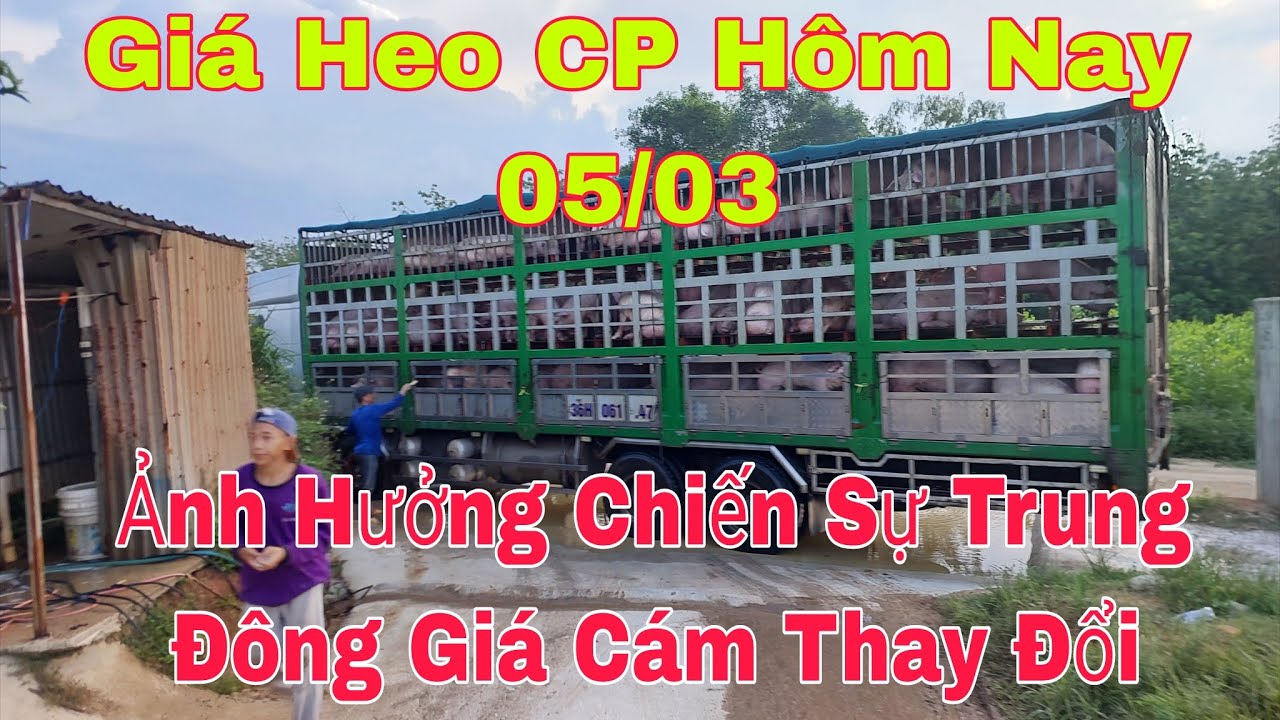 Giá Heo Hôm Nay 05/03, Ảnh Hưởng Chiến Sự Trung Đông Giá Cám Sẻ Thay Đổi,@nongtraihoakieu 