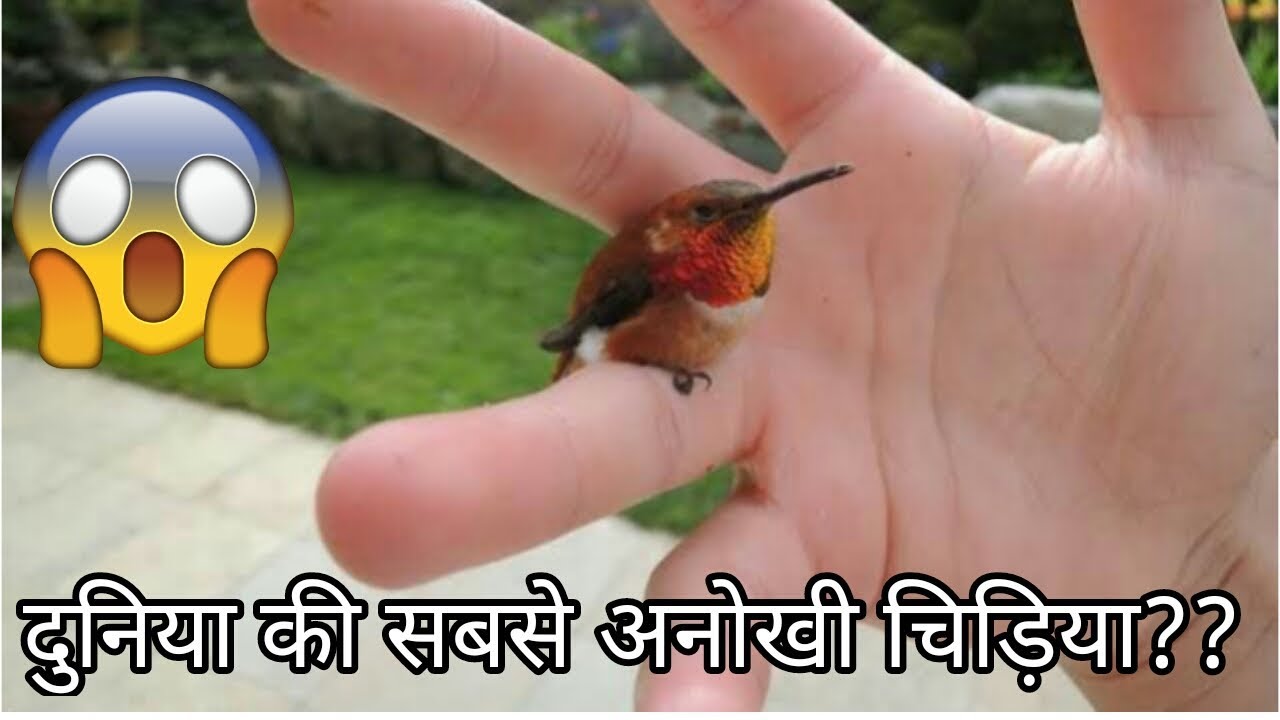 दुनिया का सबसे छोटा पक्षी Humming Bird Without Using Leg Still They Can Fly Like An Helicopter