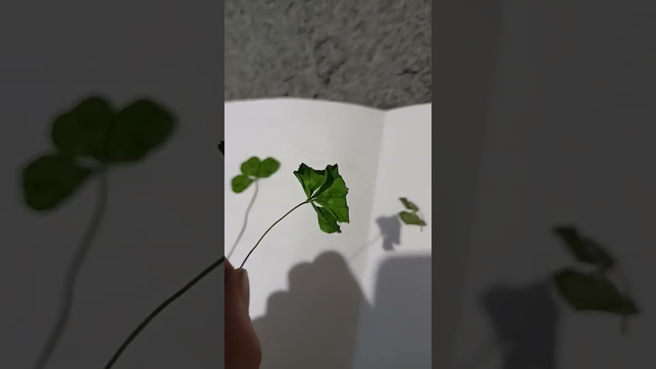my four-leaf clover collection