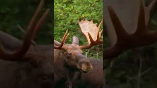 Inside the Week-Long Courtship of Moose