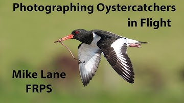 Oystercatcher