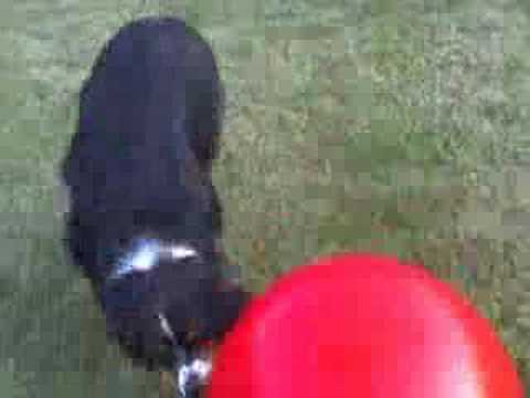 Herding Dog Games