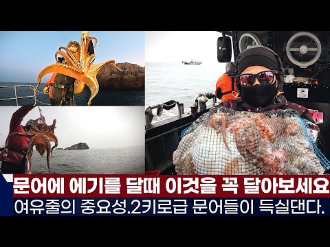 풍낚TV문어낚시 2키로급들이 득실대는 이곳/에기를 달때 반드시 함께 달아야 하는것/여유줄의 중요성/군산세븐호/Octopus fishing