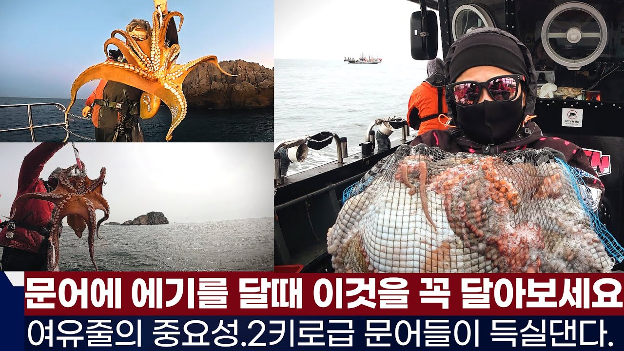 [풍낚TV]문어낚시 2키로급들이 득실대는 이곳/에기를 달때 반드시 함께 달아야 하는것/여유줄의 중요성/군산세븐호/Octopus fishing