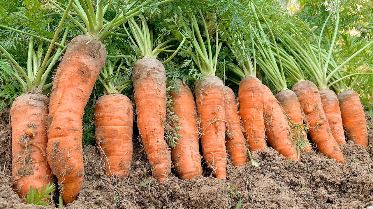 A simple way to grow carrots at home, bringing high yields for