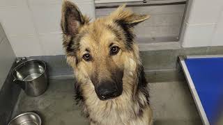 acs A664159