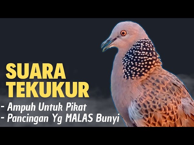 Suara Pikat Tekukur Gacor Menekan Lawan Memaksa Tekukur Lain Untuk Datang class=