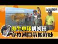 《台灣超經典》【失傳絶技 彰化吹糖人 / 神奇大王蓮  成人坐下不會沈 / 全球獨有 芳苑海牛採蚵】 台灣第一等