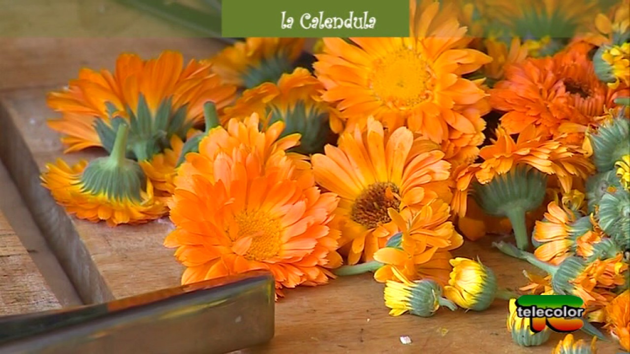 Ogni erba che guarda in su ha la sua virtu: la calendula - 04.08.2017