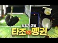 (ENG) 펭귄 VS 타조 근본없는 대결 누가 이길까?(Feat. 앞구르기 대결)  [EP.143]