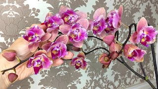 Вечерний осмотр орхидей Да ладно! Три цветоноса на огромной орхидее 👀