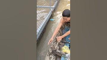 câu cá tra sông mùa nước nổi