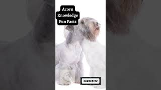 Acorn Knowledge Fun Facts   Cesky Terrier