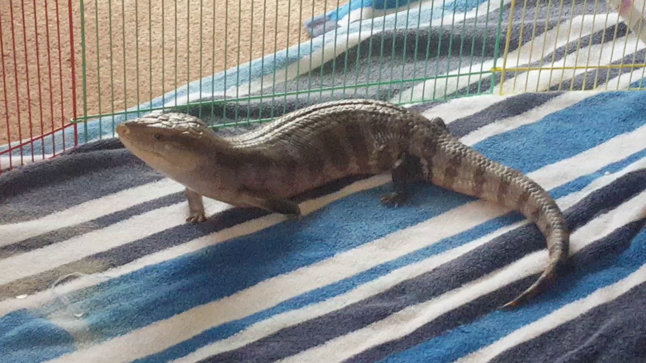 lizard skin grips Blue Tongue Skink lizard biting his own tail??