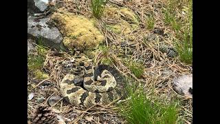 New York Timber Rattlesnake: First Venomous Snake Encounter
